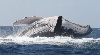 Un Explorateur Dédié à La Migration De Baleines | Géorep