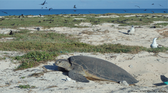 Suivez la migration des tortues