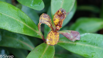 Rouille des myrtacées