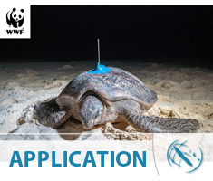 Une nouvelle carto thématique sur la migration des tortues marines calédoniennes