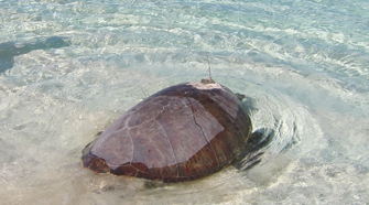 Suivre les tortues d'Entrecasteaux en "temps réel"
