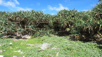 Un service web sur la végétation des Îles éloignées